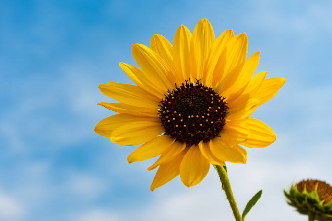 A sunflower