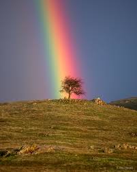 A small tree and a rainbow