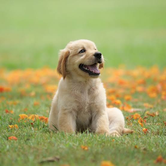 A cute puppy sitting on th grass
